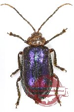 Chrysomelidae sp. 73 (A2)