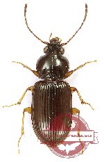 Carabidae sp. 61