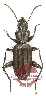 Carabidae sp. 57 (A2)