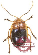 Chrysomelidae sp. 74 (A2)