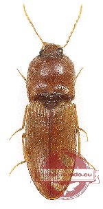 Elateridae sp. 39 (A2)