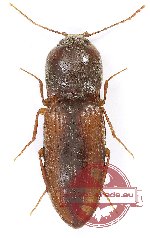 Elateridae sp. 38 (A2)