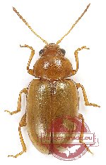 Chrysomelidae sp. 75