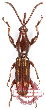 Brenthidae sp. 24 (A2)