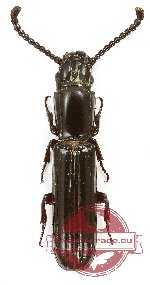 Pasandra sp. 3