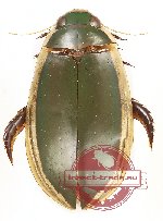 Dytiscidae sp. 2