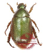 Anomala sp. 67