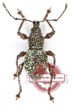 Curculionidae sp. 136 (A2)