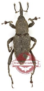 Curculionidae sp. 135 (A2)