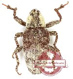 Curculionidae sp. 138 (A2)