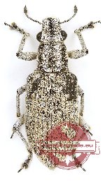 Curculionidae sp. 137 (A2)