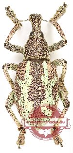 Rhinoscapha dohrni (A2)