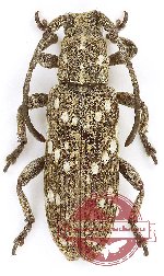 Apomecyna sp. 5 (A2)