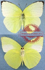Catopsilia pomona ssp.