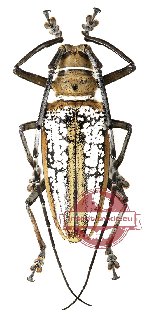 Batocera wallacei ssp. wallacei