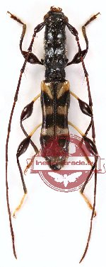 Procleomenes elongatithorax