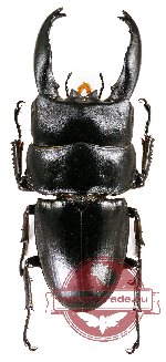 Dorcus alcides