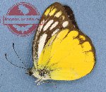 Cepora aspasia ssp. aspasia (2 pcs)