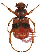 Paratrichius rotundatus