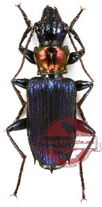 Catascopus (s.str.) wallacei (A2)