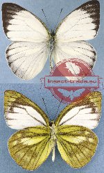 Cepora nadina nadina Lucas, 1852