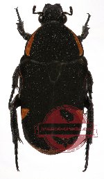 Glycyphana (Caloglycyphana) papua ssp.