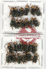 Scientific lot no. 520 Chrysomelidae (24 pcs)