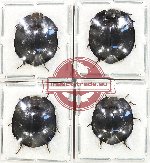 Scientific lot no. 457 Tenebrionidae (4 pcs)