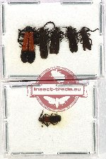 Scientific lot no. 27 Lycidae (6 pcs)