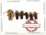 Scientific lot no. 26 Lycidae (6 pcs)