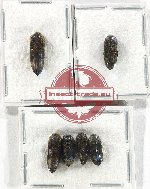 Scientific lot no. 67 Eucnemidae (6 pcs)
