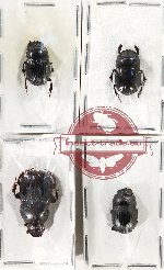 Scientific lot no. 789 Coprophaga (4 pcs)