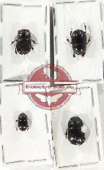 Scientific lot no. 788 Coprophaga (4 pcs)