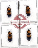 Scientific lot no. 519 Chrysomelidae (4 pcs A2)