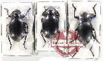 Scientific lot no. 456 Tenebrionidae (3 pcs - 1 pc A2)
