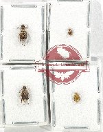 Bruchidae Scientific lot no. 24 (4 pcs)