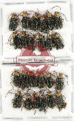 Scientific lot no. 521 Chrysomelidae (24 pcs)
