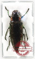 Iridotaenia sp. 12 (A-)