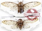 Scientific lot no. 22 Cicadidae (2 pcs A-)