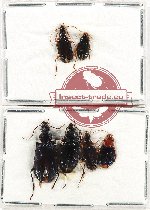 Scientific lot no. 734 Carabidae (6 pcs)