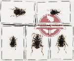 Scientific lot no. 737 Carabidae (5 pcs - 2 pcs A-)