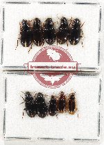 Scientific lot no. 736 Carabidae (10 pcs)