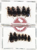 Scientific lot no. 733 Carabidae (11 pcs)
