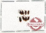 Scientific lot no. 732 Carabidae (8 pcs)