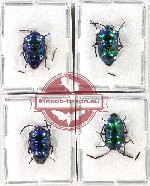 Scientific lot no. 1174 Heteroptera (4 pcs A2)
