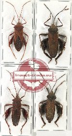 Scientific lot no. 1203 Heteroptera (4 pcs - 1 pc A2)
