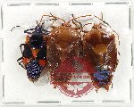 Scientific lot no. 1185 Heteroptera (3 pcs)