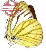 Cepora nerissa sumatrana