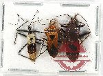 Scientific lot no. 1186 Heteroptera (3 pcs)