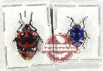 Scientific lot no. 1173 Heteroptera (2 pcs)